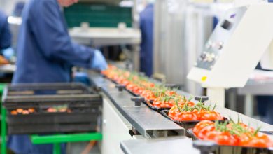 Workers busy in food processing